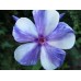 Флокс Phlox Гжель